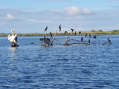 fotowedstrijd-24 marcel-kok-caravanserai-foto-3-roemenie-pelikanen-en-aalscholvers-in-de-delta-van-de-donau-29-mei-2025