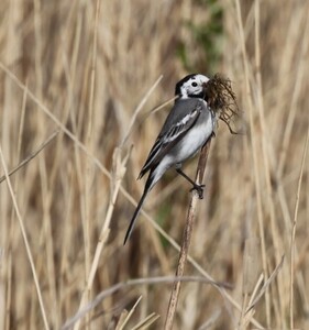 markerwadden-5